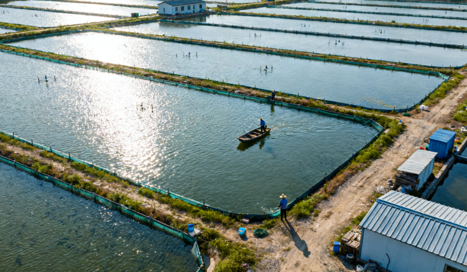 魚還能吃嗎？漁場專用水質檢測儀助力漁業(yè)科學養(yǎng)殖的關鍵檢測設備
