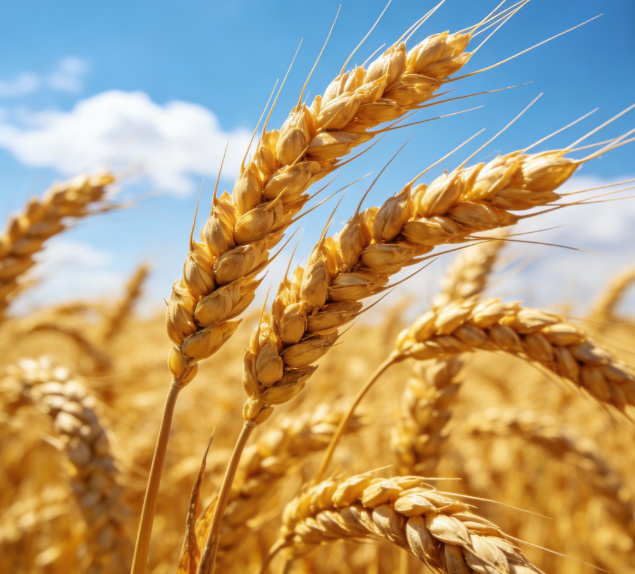 基層糧站缺專業(yè)設備？LD-LZ1熒光定量檢測儀操作簡單易上手